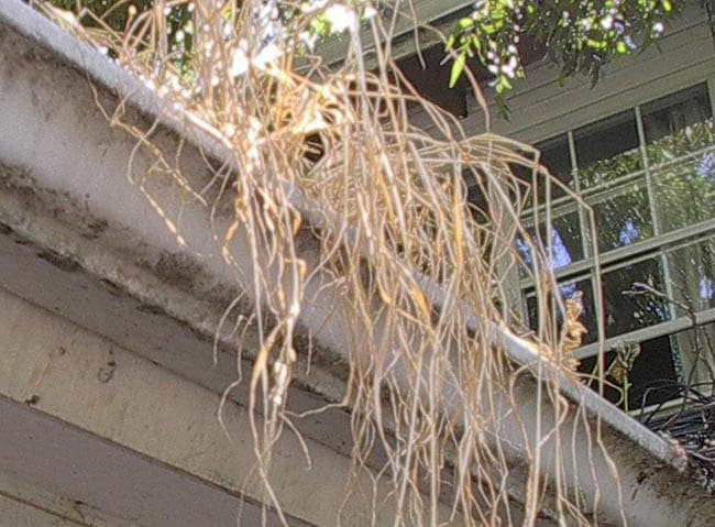 Blocked Gutters in Derby